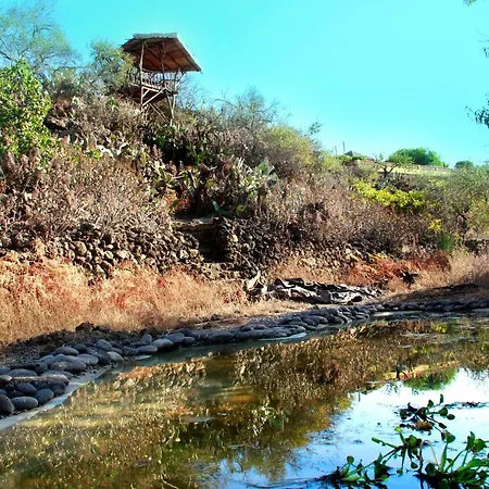 Cosmos * エル・パソ